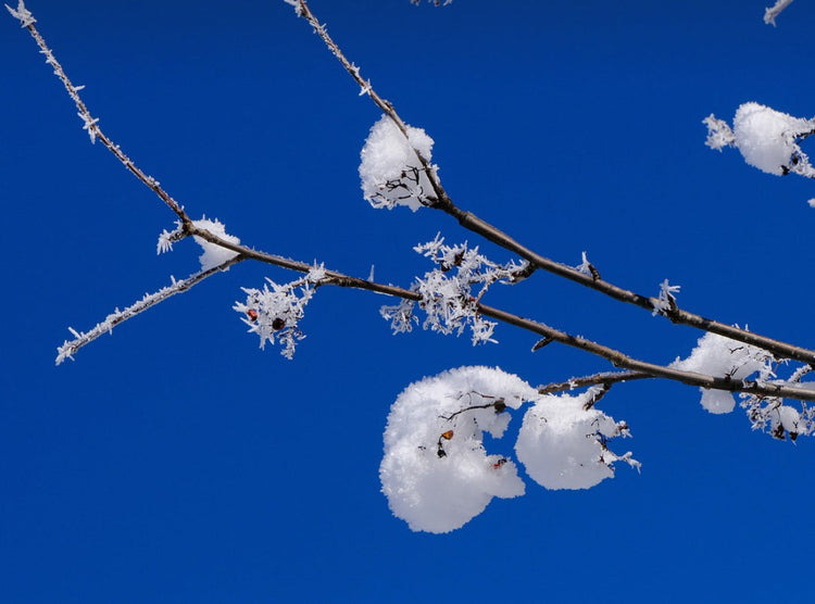 SNOW COLLECTION